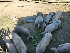 vand porci 