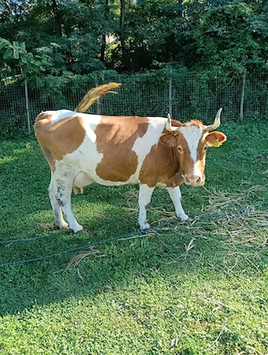 Vând vaca bălțată romaneasca