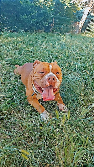 Vand urgent American Bully Kennel - imagine 4