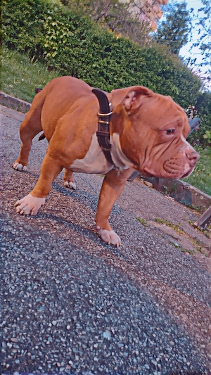 Vand urgent American Bully Kennel - imagine 3