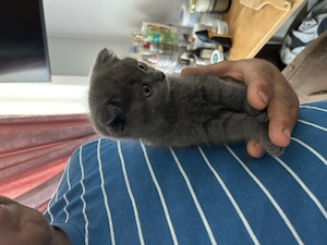 Scottish fold de vânzare  - imagine 3