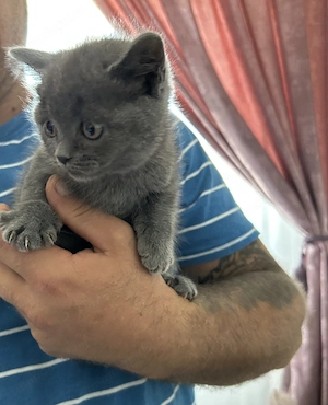 Scottish fold de vânzare  - imagine 4