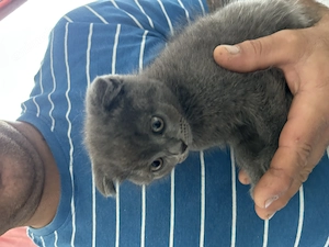 Scottish fold de vânzare  - imagine 2