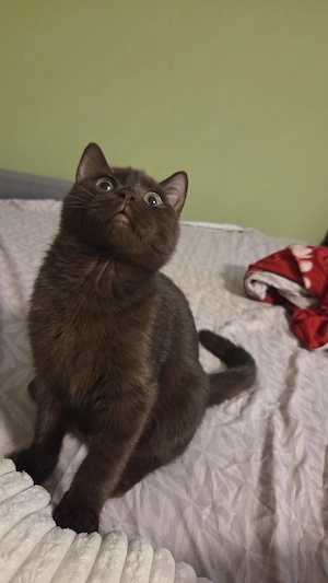 British shorthair chocolate
