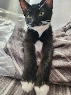 Adoptie pisoiasi - imagine 3