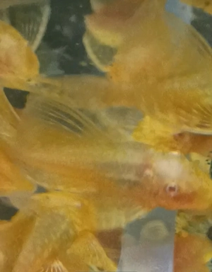 Ancistrusi albino voalati, 10 lei
