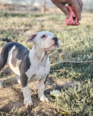 American bully XL pedigree ABKC - imagine 2