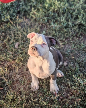 American bully XL pedigree ABKC - imagine 3