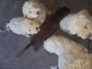 Catei Lagotto Romagnolo  - imagine 2