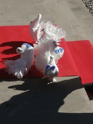 porumbei voltați 