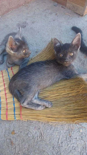 Dau spre adopție doi motănei 