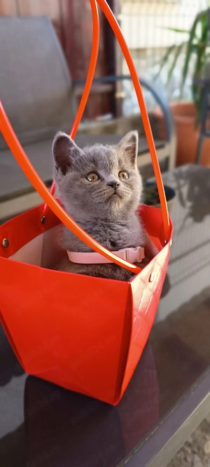 British shorthair caută stăpân 