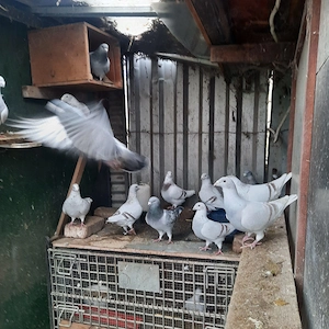 Proprietar am de vânzare pasari crescute în gospodăria proprie