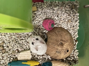 Donez hamster sirian pitic - imagine 4