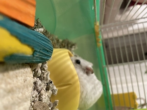 Donez hamster sirian pitic - imagine 2