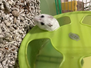 Donez hamster sirian pitic - imagine 3