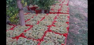 Vand struguri de vin de calitate superioara cu transport la domiciliu