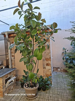 Ficus Elastica Robusta (frunza verde) (Rubber Plant 'Robusta)