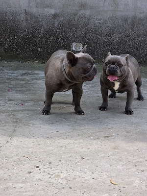 bulldog francez - imagine 3