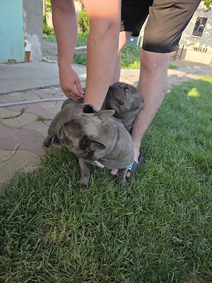 bulldog francez