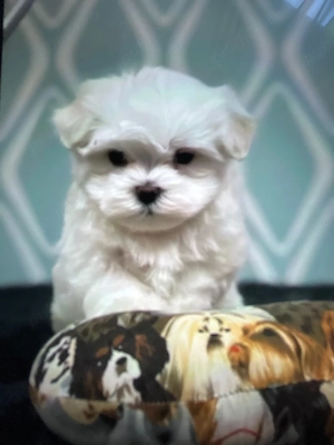 bichon maltez mini toy 