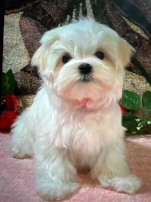 bichon maltez mini toy  - imagine 2