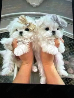 pui bichon maltez mini toy trecupe - imagine 2