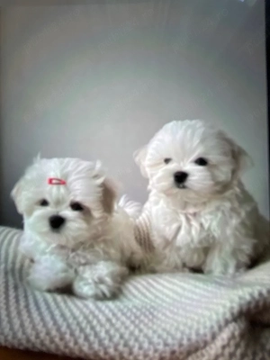 pui bichon maltez mini toy trecupe - imagine 3