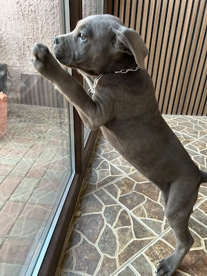 Pui Cane Carso 9 saptamani  - imagine 3
