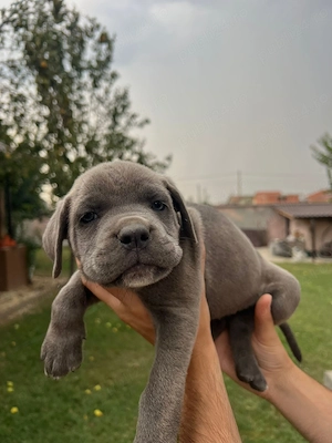 Pui Cane Carso 9 saptamani  - imagine 4