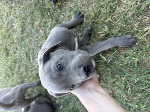 Pui Cane Carso 9 saptamani  - imagine 5