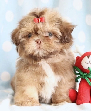 shihtzu auriu  baietel