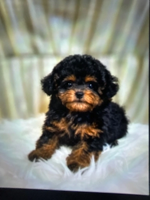 caniche poodle mini toy Exemplar rar