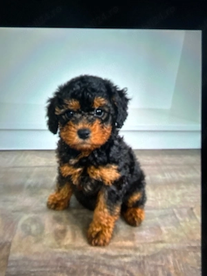 caniche poodle mini toy Exemplar rar - imagine 2