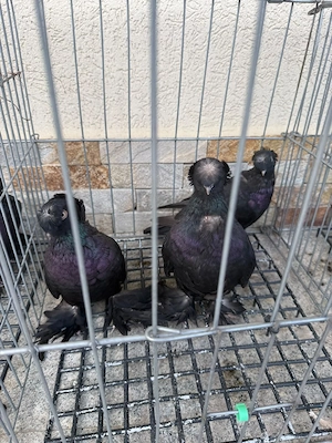 Porumbei jucatori de Botoșani 