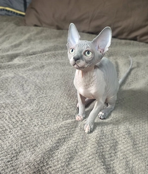 Daria - femela sphynx deosebita cu certificat pedigree WCF - imagine 3