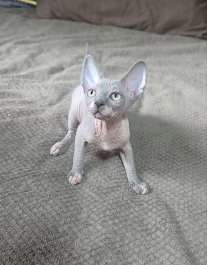 Daria - femela sphynx deosebita cu certificat pedigree WCF
