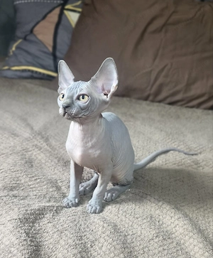 Dany   baietel sphynx din felisa cu certificat pedigree WCF - imagine 3
