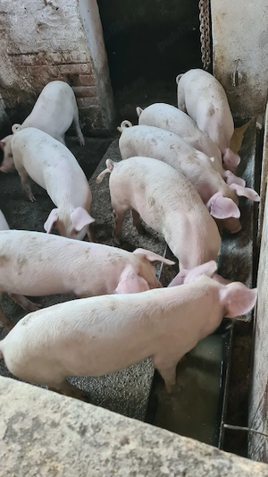 vănd 7 purcei 12 săptămâni 