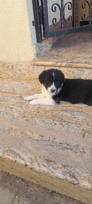 Vind cățeii Border Collie  - imagine 5
