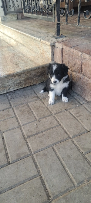 Vind cățeii Border Collie  - imagine 3