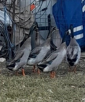 Vand rațe indiene si mute