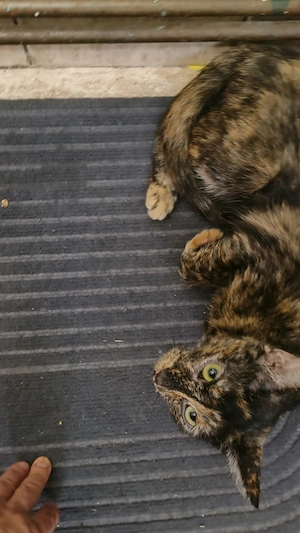 Pisica Tortie pt. adoptie - imagine 3