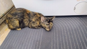 Pisica Tortie pt. adoptie - imagine 2