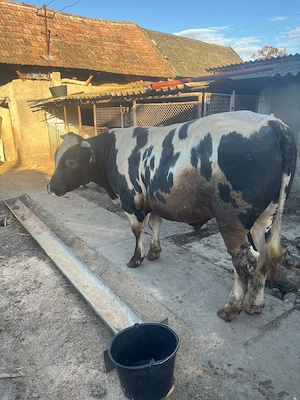 Vând taur belgian