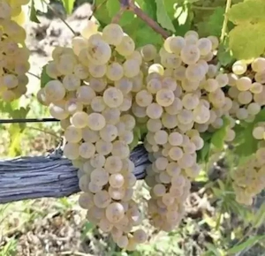Struguri pentru vin