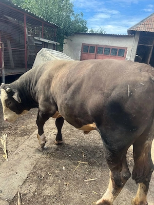 Vând taur angus