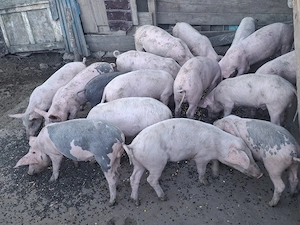 purcei de vânzare 