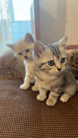 2 fetițe british shorthair  - imagine 5
