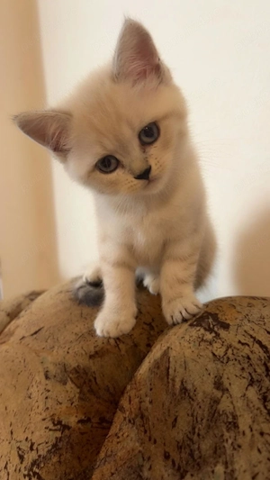  2 fetițe british shorthair  - imagine 3